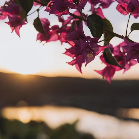 Herdade D'amoreira Jasmin 알제주르